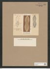 Navicula crabroniformis Grun. (de-Toni-Nr.: Genus 1, Species 264) Zeichnungen Sammlung Grunow Nr. 608 (NHMW-BOT-W0366969)